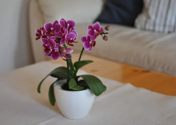 Apartament Hohturnen *