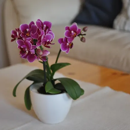 Apartment Hohturnen *